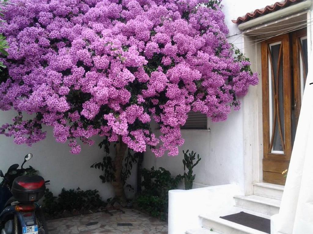 Villa Lea Viareggio Oda fotoğraf